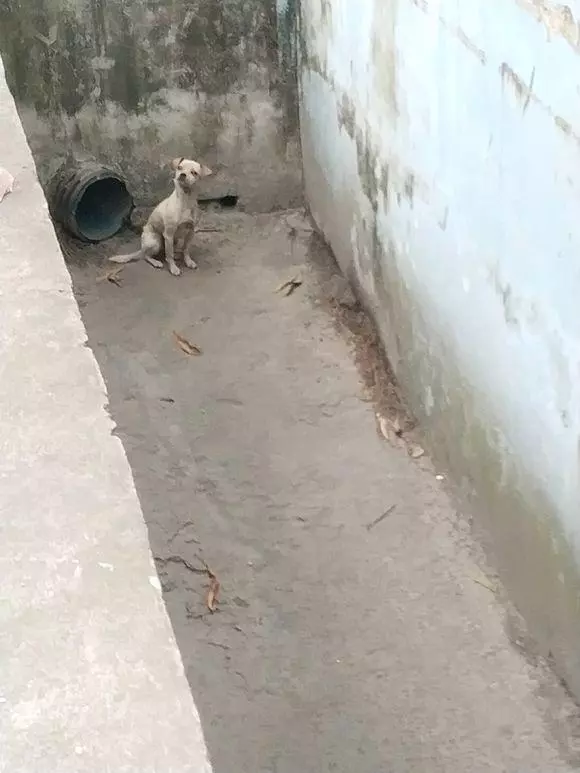 流浪狗躲在下水道生活,靠路人施捨食物來維持生命,模樣叫人心酸