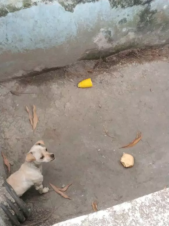 流浪狗躲在下水道生活,靠路人施捨食物來維持生命,模樣叫人心酸