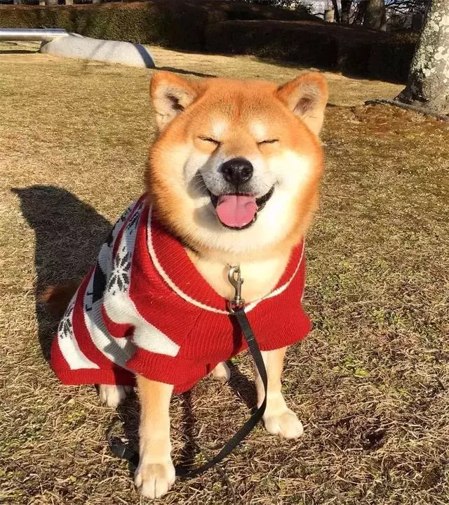女生線上購買柴犬,事後曝光商家寄來土狗,還哄她說有柴犬血統