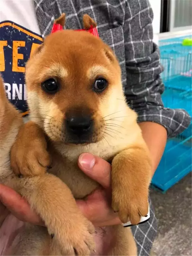 女生線上購買柴犬,事後曝光商家寄來土狗,還哄她說有柴犬血統