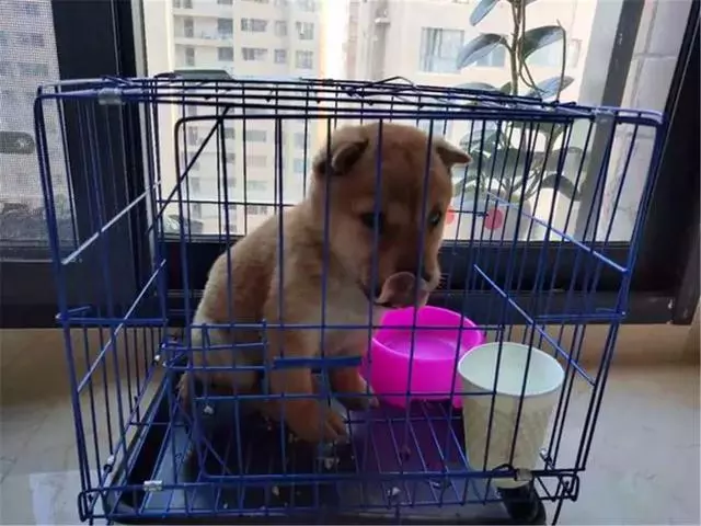女生線上購買柴犬,事後曝光商家寄來土狗,還哄她說有柴犬血統