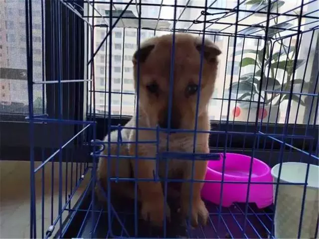 女生線上購買柴犬,事後曝光商家寄來土狗,還哄她說有柴犬血統