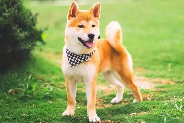 女生線上購買柴犬,事後曝光商家寄來土狗,還哄她說有柴犬血統