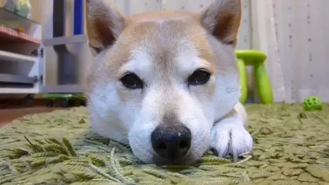 女生線上購買柴犬,事後曝光商家寄來土狗,還哄她說有柴犬血統