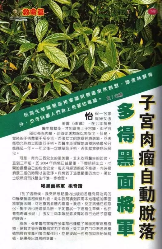 「黑面將軍」是一種神奇藥草!適量服用,可治療子宮肌瘤、癌症、糖尿病和結石症等病症。