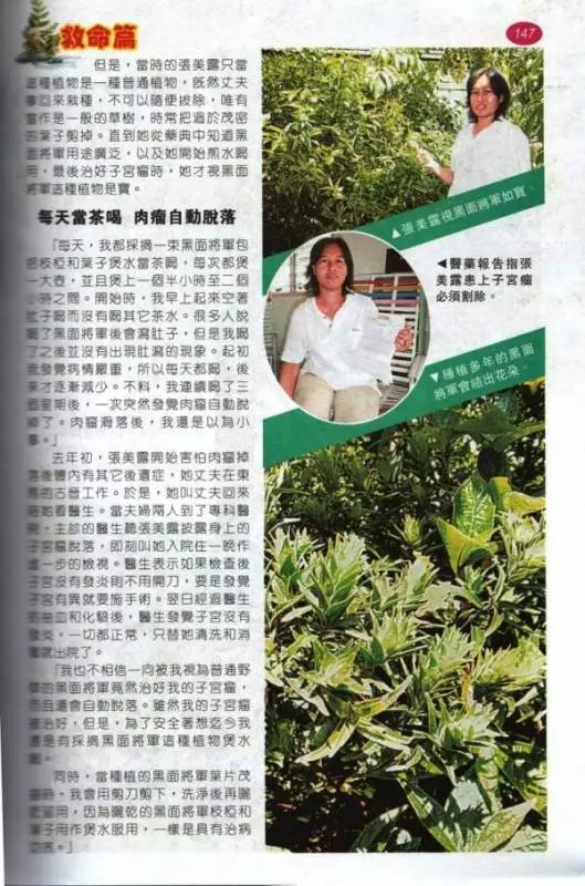 「黑面將軍」是一種神奇藥草!適量服用,可治療子宮肌瘤、癌症、糖尿病和結石症等病症。