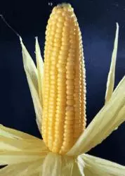 信了你的邪!廣告上那些饞死人的食物竟然是這樣拍出來的!