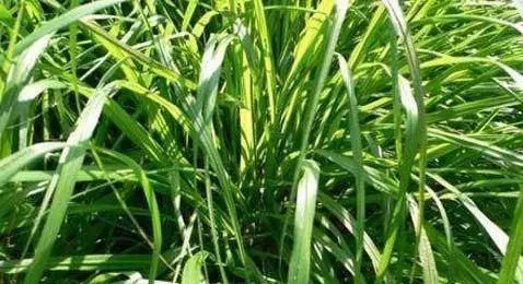 為您詳細介紹香茅草的功效與作用、「治頭暈,頭風,風痰,鶴膝症,祛風濕,治筋骨疼痛;煎水飲可以止心痛及半身麻木。」