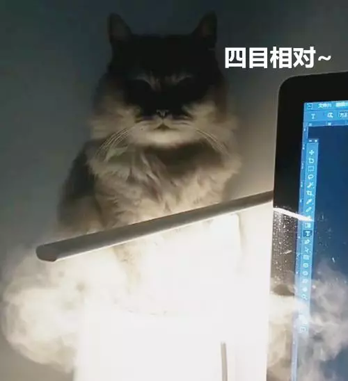 尋找貓咪10分鐘無果,一個無意間的抬頭,那種感覺有點奇怪
