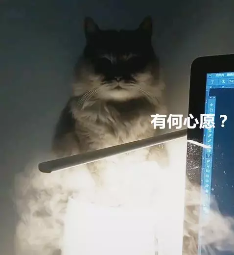 尋找貓咪10分鐘無果,一個無意間的抬頭,那種感覺有點奇怪