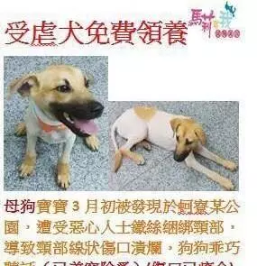 感人!「你不要怕,爸爸陪你走」謝謝你陪狗狗走完最後一程