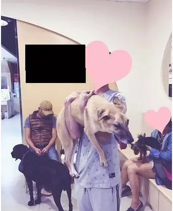 感人!「你不要怕,爸爸陪你走」謝謝你陪狗狗走完最後一程
