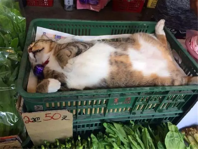 主人讓貓咪幫忙賣菜,貓咪卻只顧舒服睡覺,鏟屎官巧施妙計攬客