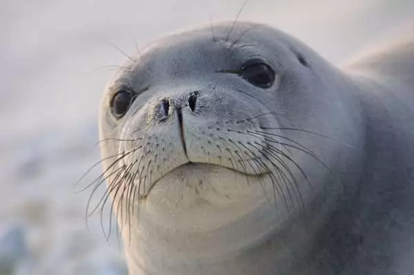 夏威夷僧海豹總是掛著一條「鰻魚鼻涕」,背後故事超蠢萌...網友力挺,好好保護,別讓它們絕種了!