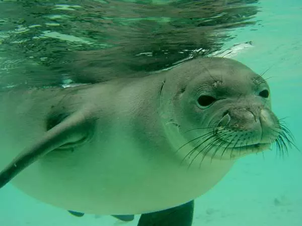夏威夷僧海豹總是掛著一條「鰻魚鼻涕」,背後故事超蠢萌...網友力挺,好好保護,別讓它們絕種了!