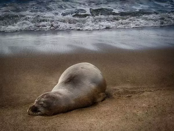 夏威夷僧海豹總是掛著一條「鰻魚鼻涕」,背後故事超蠢萌...網友力挺,好好保護,別讓它們絕種了!