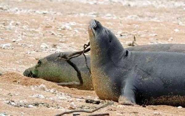 夏威夷僧海豹總是掛著一條「鰻魚鼻涕」,背後故事超蠢萌...網友力挺,好好保護,別讓它們絕種了!