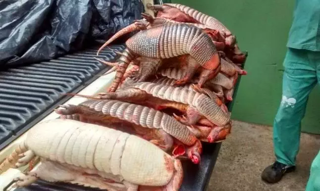 震驚!警方突擊巡查發現可疑車輛,車裡竟然有大量不明肉塊,看清屍體後大家全都衝去醫院救命!