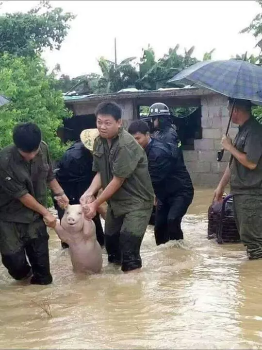 人頭豬腦!伊斯蘭黨女傳教士用一張中國水災救豬圖造謠,攻擊行動黨救豬比救人重要;被馬來網民揭發造假!被