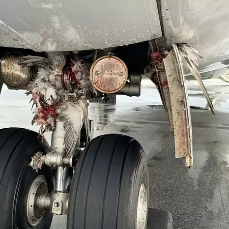 遇大量鳥襲「浴血降落」 客機滿滿屍塊如絞肉機