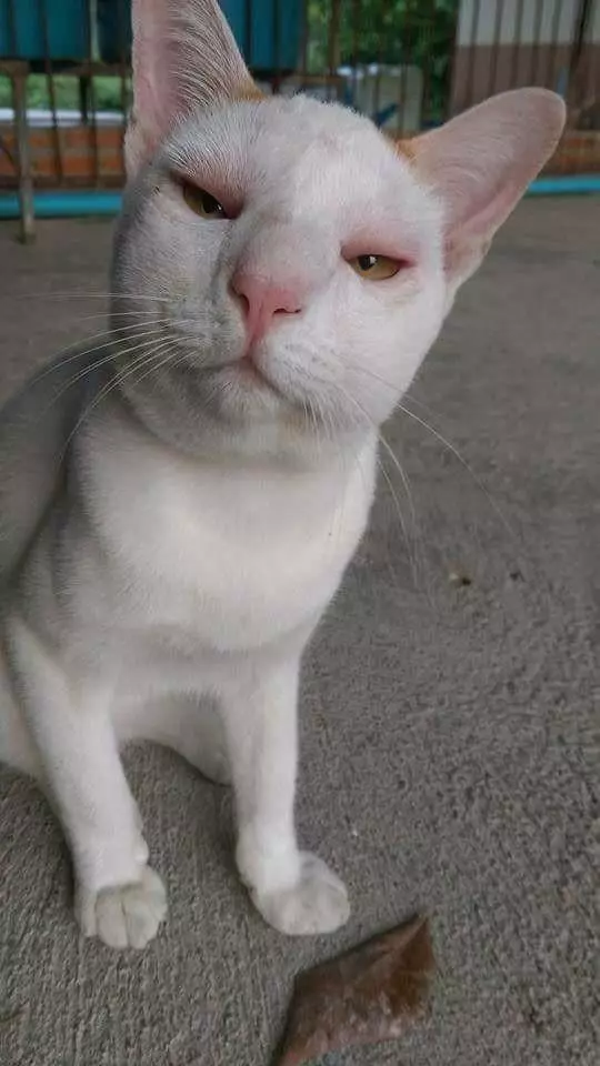 院子突然傳出慘叫!奴才狂奔護駕卻「驚見豬頭臉皇上」:泥不准給我笑!