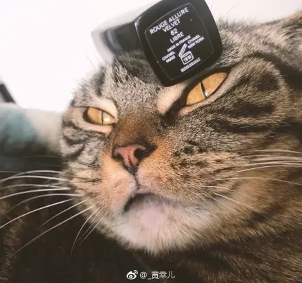客戶說要拍得「高級」一點!他突發奇想「搬出真皮草」網笑噴:這款超貴的