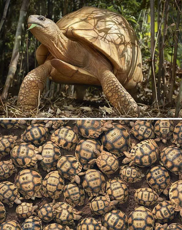 30張「動物遺照」讓大家都心碎 攝影師用2年時間拍完「以後可能拍不到了」