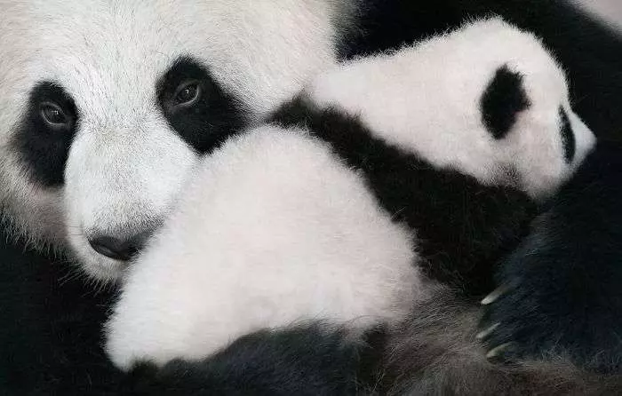 30張「動物遺照」讓大家都心碎 攝影師用2年時間拍完「以後可能拍不到了」