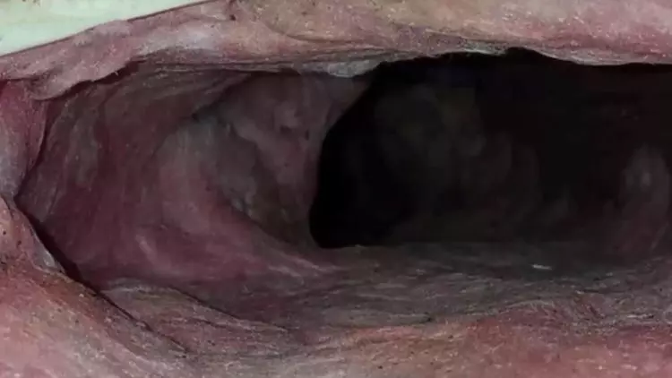男子睡覺時發現屋頂老有動靜,拆開屋頂板後嚇壞了 !