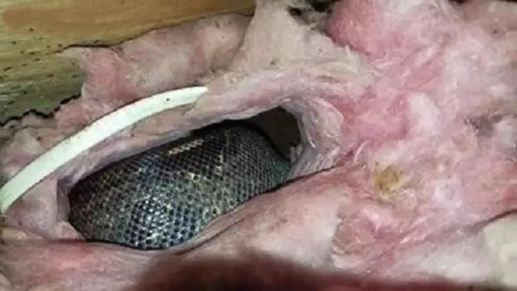 男子睡覺時發現屋頂老有動靜,拆開屋頂板後嚇壞了 !