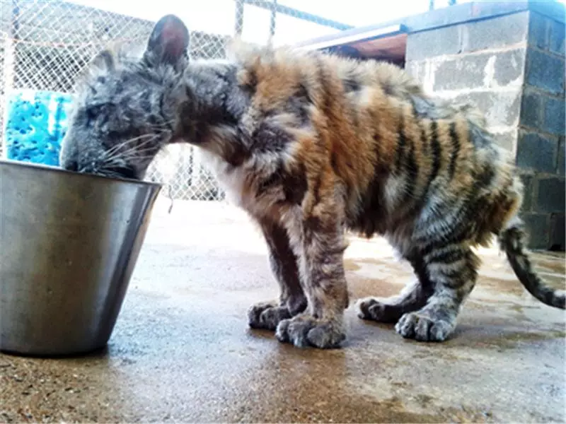 小老虎被動物園虐待導致全身潰爛,被解救後不少人為此心疼