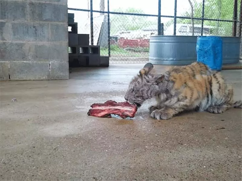 小老虎被動物園虐待導致全身潰爛,被解救後不少人為此心疼