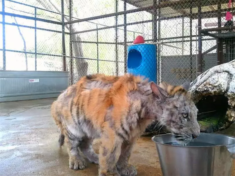 小老虎被動物園虐待導致全身潰爛,被解救後不少人為此心疼
