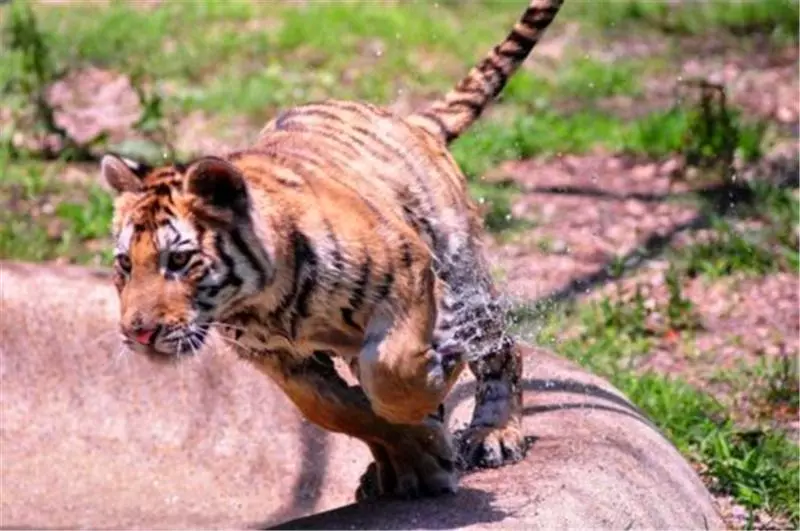 小老虎被動物園虐待導致全身潰爛,被解救後不少人為此心疼