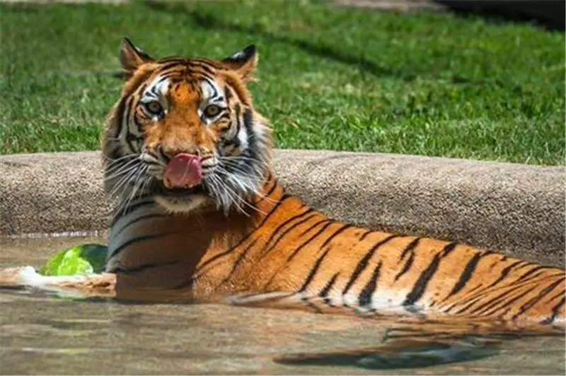 小老虎被動物園虐待導致全身潰爛,被解救後不少人為此心疼