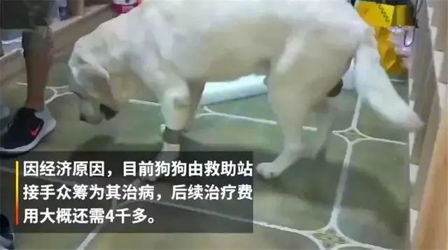 年老拉布拉多癱瘓後被棄路邊,暖心情侶為它治療,並願給它養老!