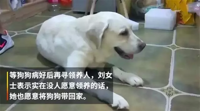 年老拉布拉多癱瘓後被棄路邊,暖心情侶為它治療,並願給它養老!