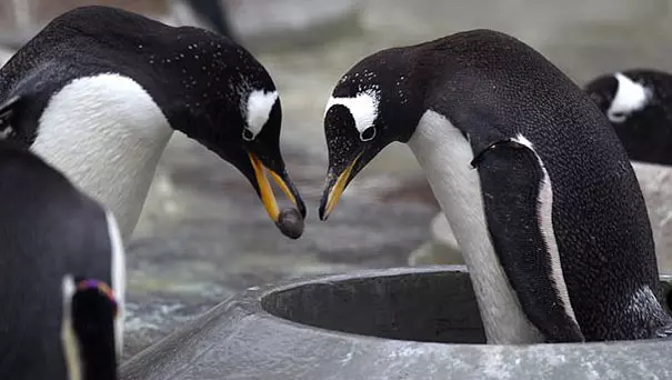 20個懷疑牠們「擁有特異專長」的萌萌動物 日本獼猴根本已經超進化!