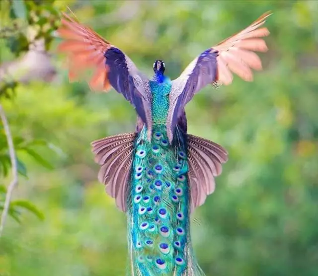 世界最大飛鳥是什麼鳥?安第斯神鷹?皇家信天翁?了解下這種天鵝
