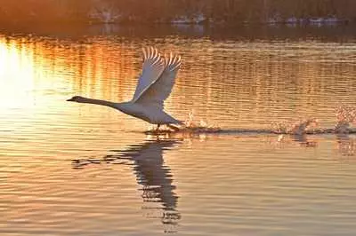世界最大飛鳥是什麼鳥?安第斯神鷹?皇家信天翁?了解下這種天鵝