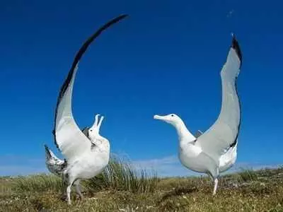 世界最大飛鳥是什麼鳥?安第斯神鷹?皇家信天翁?了解下這種天鵝