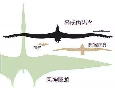 世界最大飛鳥是什麼鳥?安第斯神鷹?皇家信天翁?了解下這種天鵝