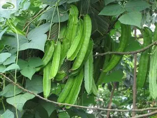 它是「奇跡植物」能對付[19種疾病 ]，能達到很好的養生效果。