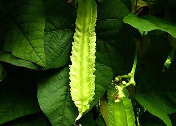 它是「奇跡植物」能對付[19種疾病 ]，能達到很好的養生效果。