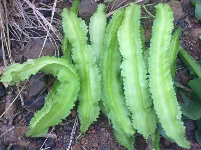它是「奇跡植物」能對付[19種疾病 ]，能達到很好的養生效果。