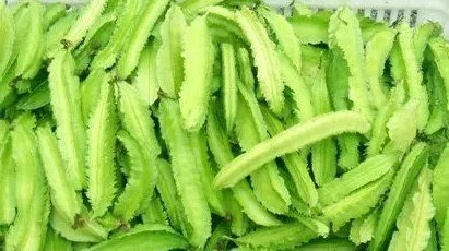 它是「奇跡植物」能對付[19種疾病 ]，能達到很好的養生效果。
