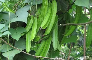 它是「奇跡植物」能對付[19種疾病 ]，能達到很好的養生效果。