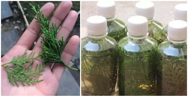 頭髮白了別再反復去染,對身體傷害太大了,簡單的幾招洗髮步驟,烏黑亮髪更顯年輕。