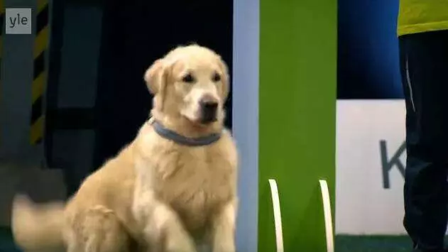 黃金獵犬參加嚴肅激烈的狗狗比賽 一上場全場氣氛都變了