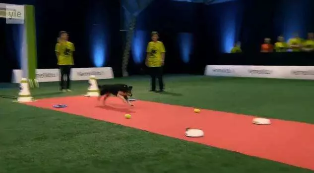 黃金獵犬參加嚴肅激烈的狗狗比賽 一上場全場氣氛都變了